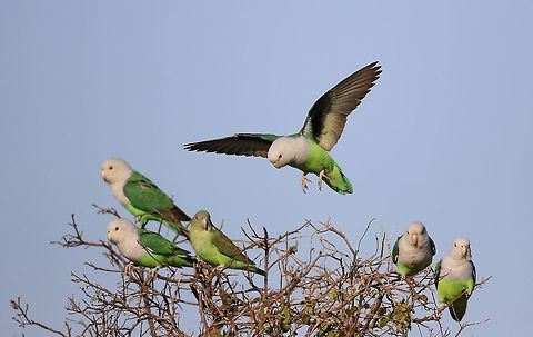 grijskopagapornis (2)