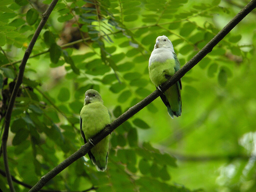 grijskopagapornis (3)