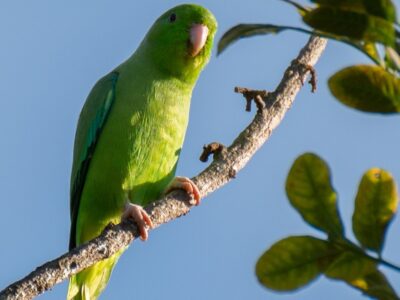 groene muspapegaai (1)