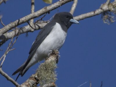 grote spitsvogel (1)