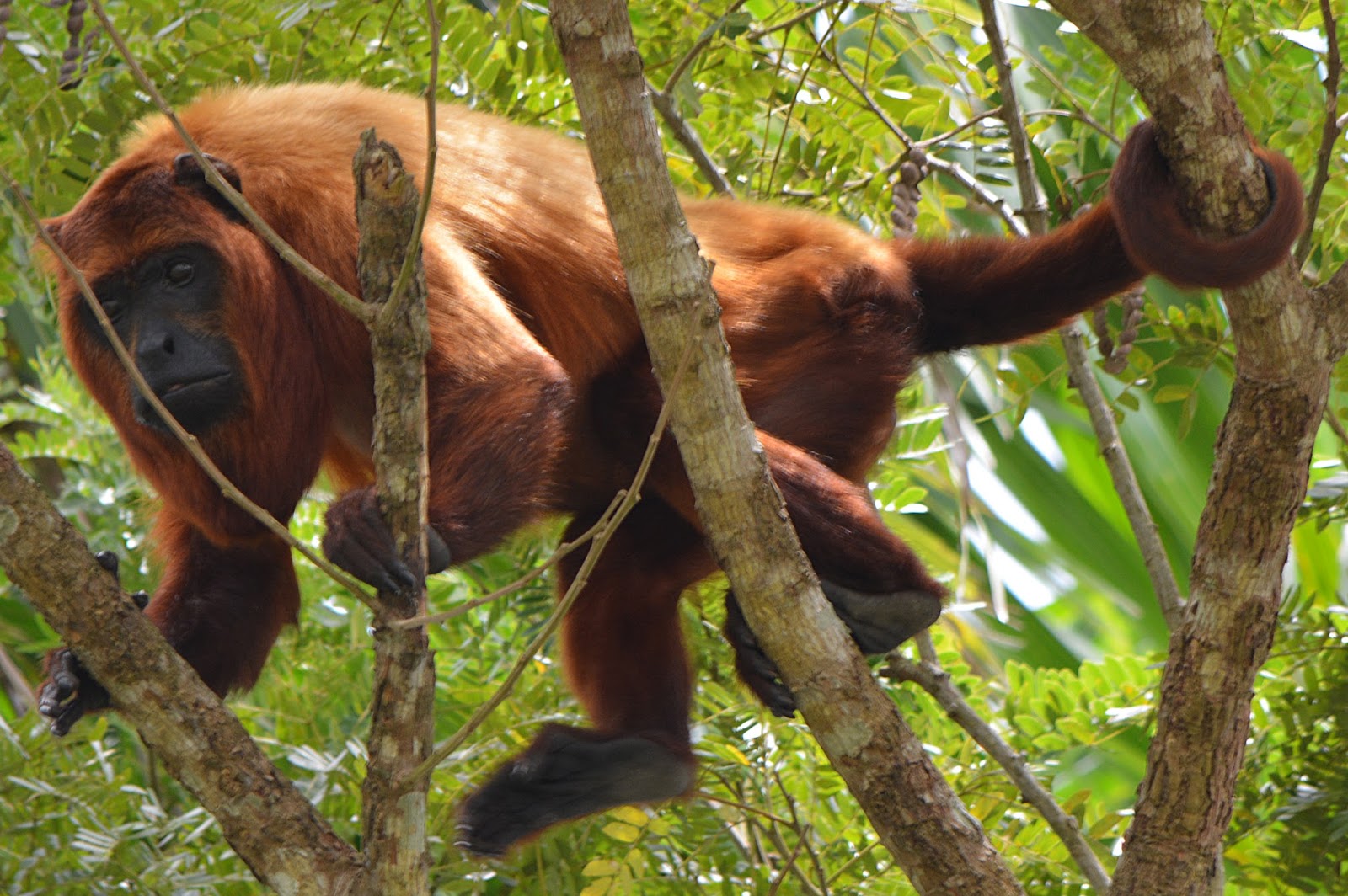 guyana-brulaap (1)