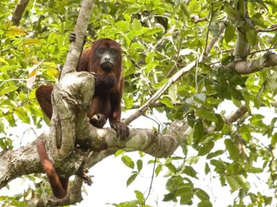 guyana-brulaap (2)