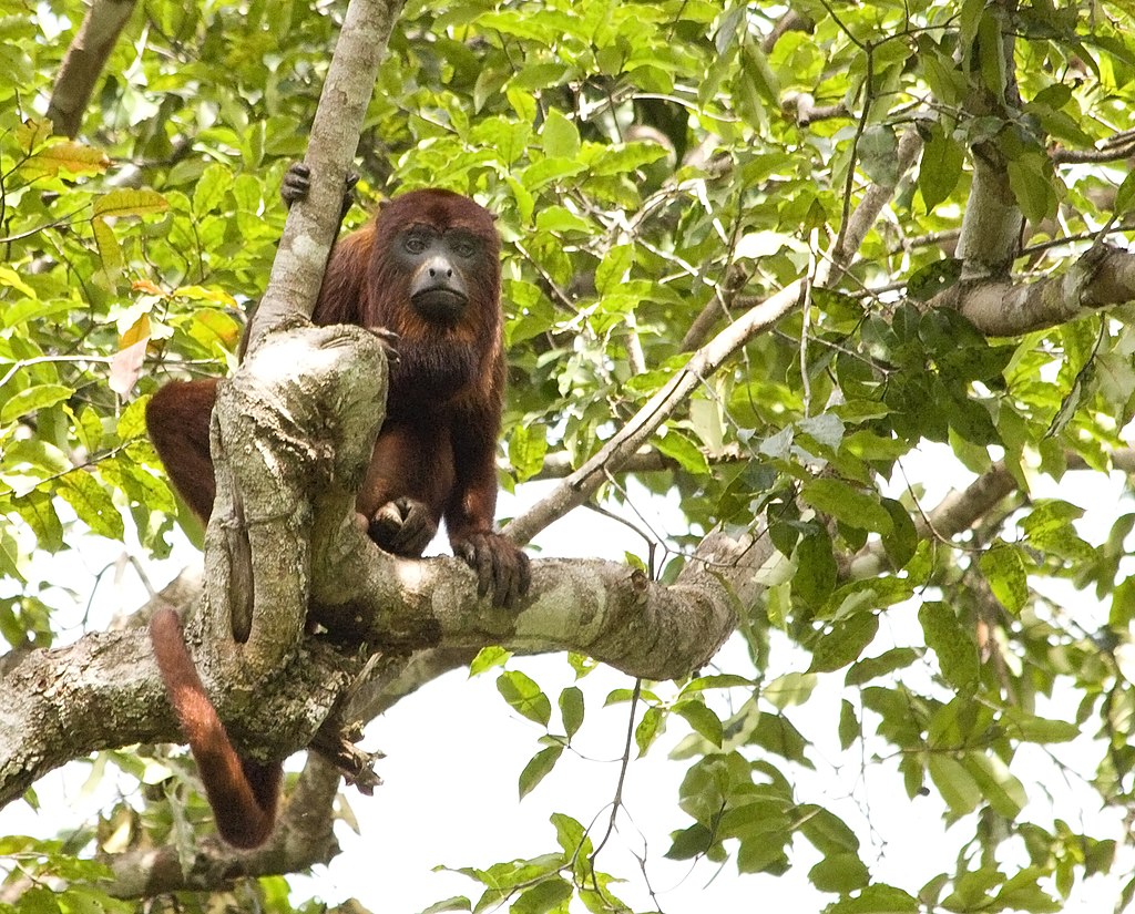 guyana-brulaap (2)