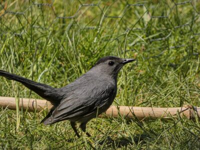katvogel (2)