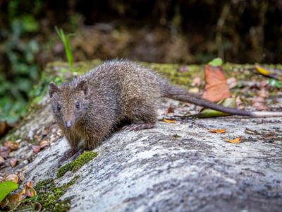 lorentzbuidelmuis (2)
