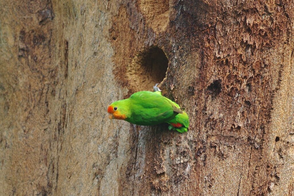 roodmaskeragapornis (3)