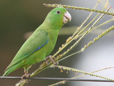 spix' muspapegaai (2)
