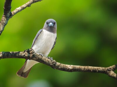 witborstspitsvogel (1)