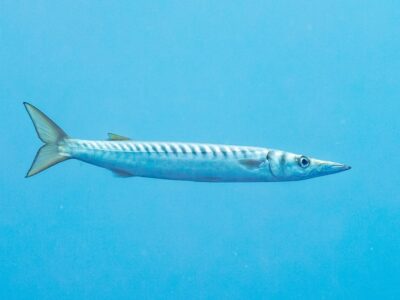 zeesnoek (3) (1188 x 792)