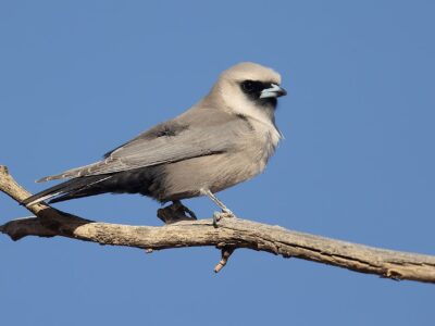 zwartteugelspitsvogel (2)