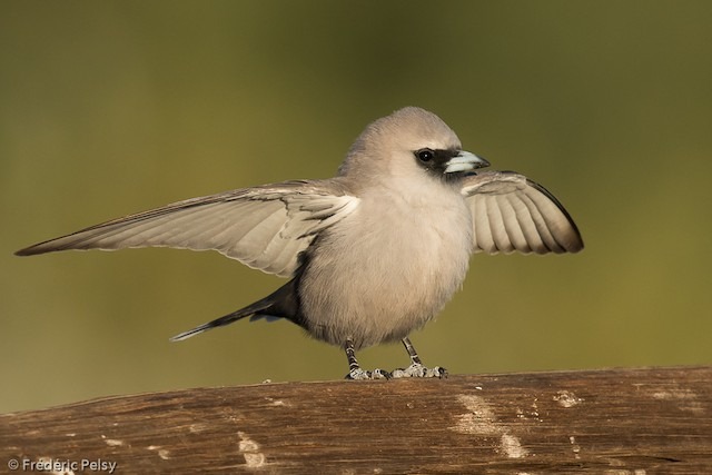 zwartteugelspitsvogel (3)
