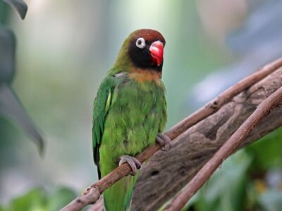 zwartwangagapornis (3)