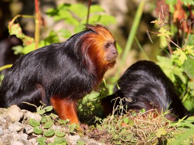 goudkopleeuwaapje (1)