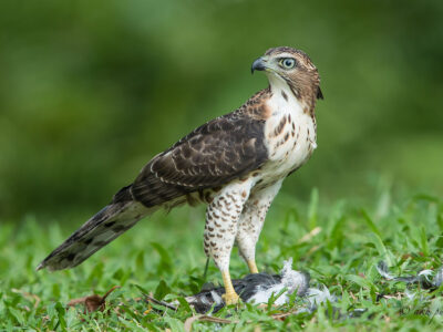 Crested Goshawk. Photo Credit: Zahidi Hamid