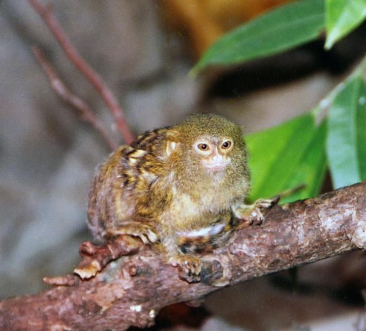 Pygmy marmoset. Smallest monkey