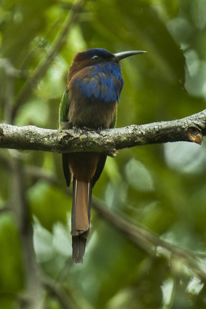 sulawesibijeneter (2)
