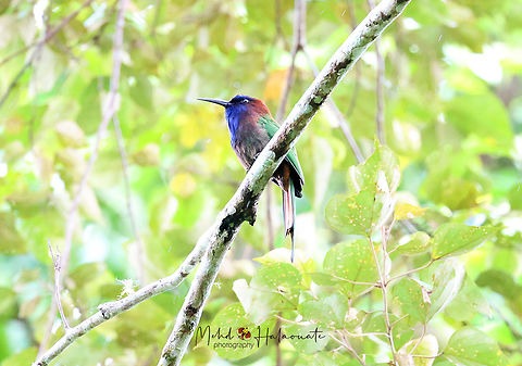 sulawesibijeneter (3)