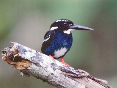 zuidelijke zilverdwergijsvogel (2)