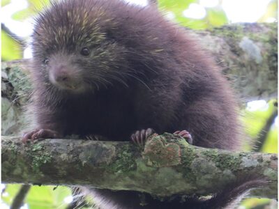 bruin wolharig dwerggrijpstaartstekelvarken