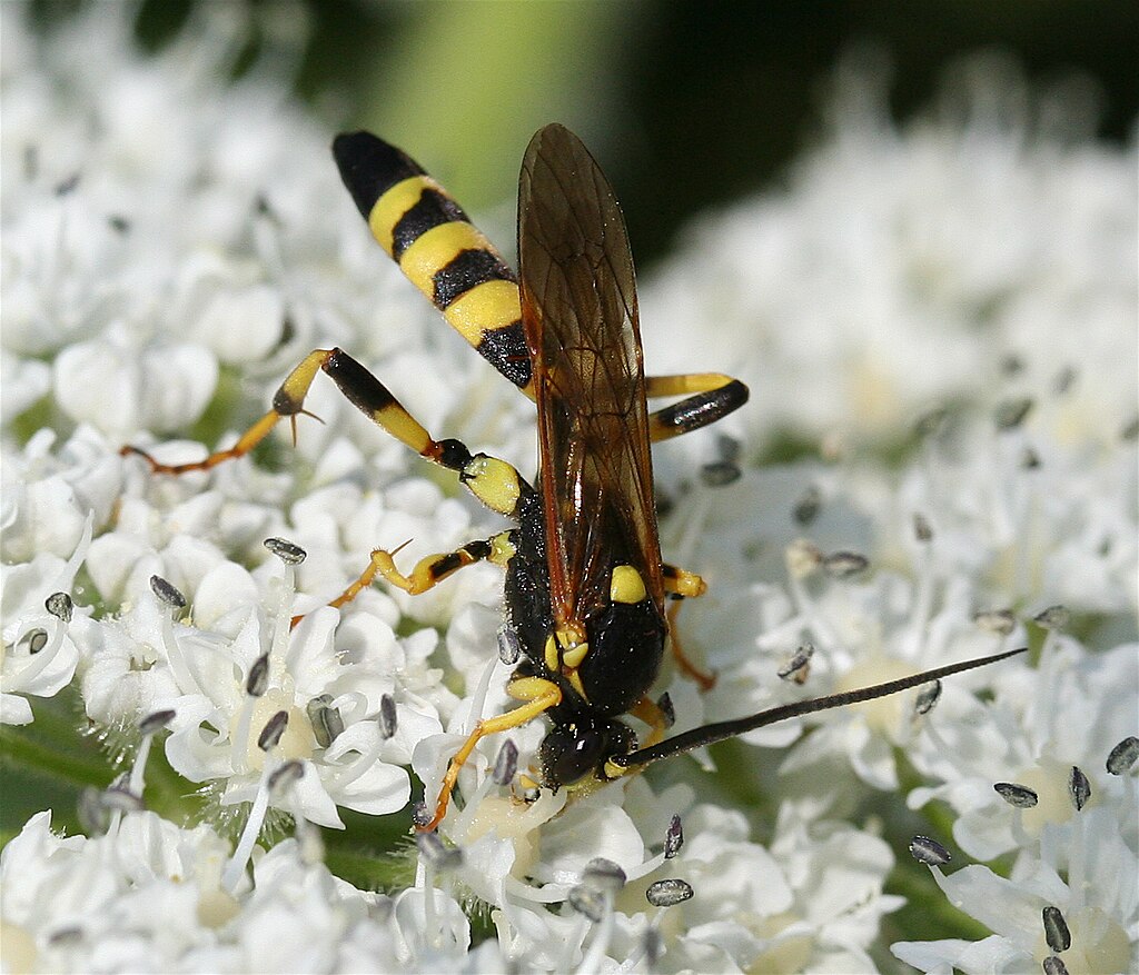gewone sluipwespen (2)