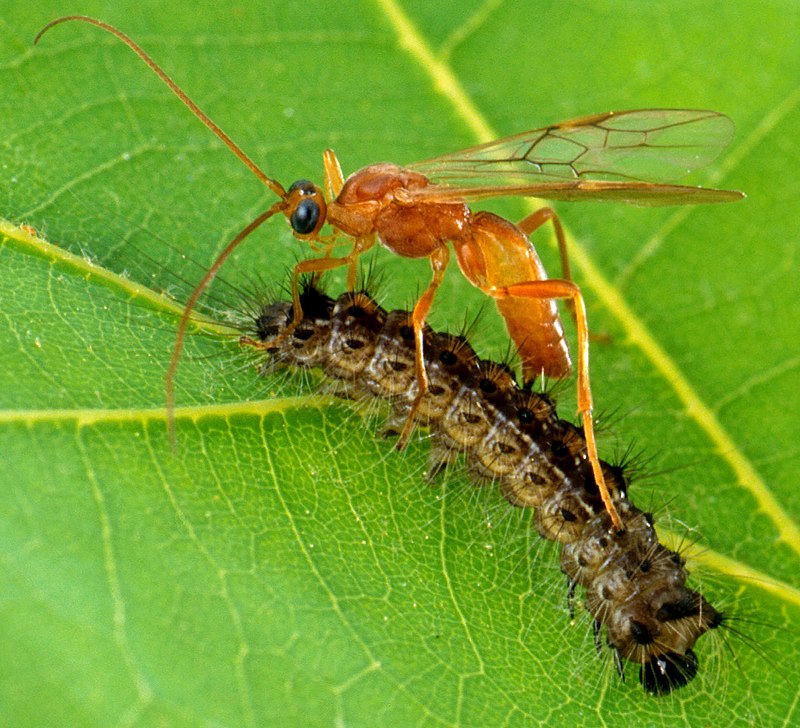 schildwespen (1)