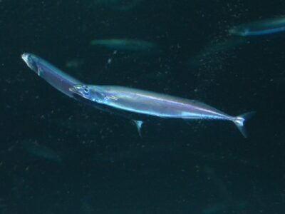 Japanse makreelgeep (2)