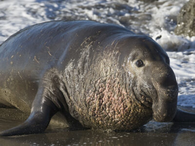 noordelijke zeeolifant (2)