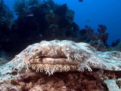 franjewobbegong (4)
