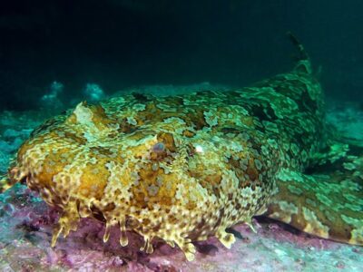 schoenlappersbakerhaai (2)