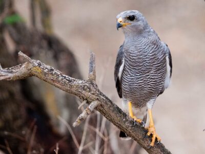 grijze buizerd (4)