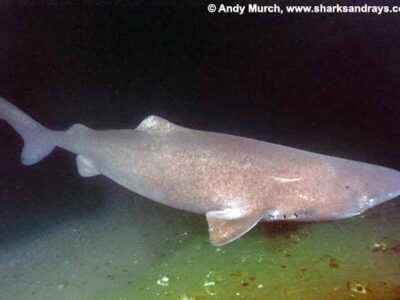 Greenland Shark, Somniosus microcephalus, A member of the sleeper shark family. Baie Comeeau, Quebec, Canada, Saint Lawrence River, Atlantic Ocean.
