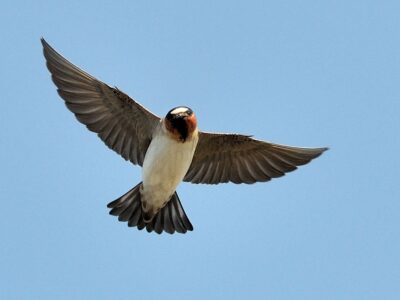 Cliff Swallow at the Palo Alto Baylands