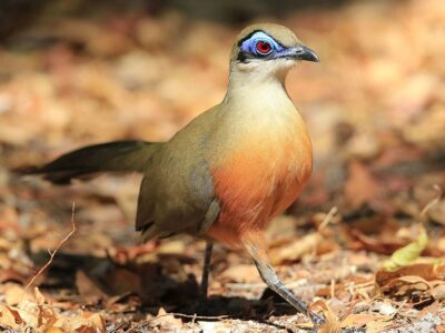 coua's (1)