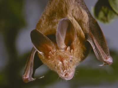 grote spleetneusvleermuis (3)