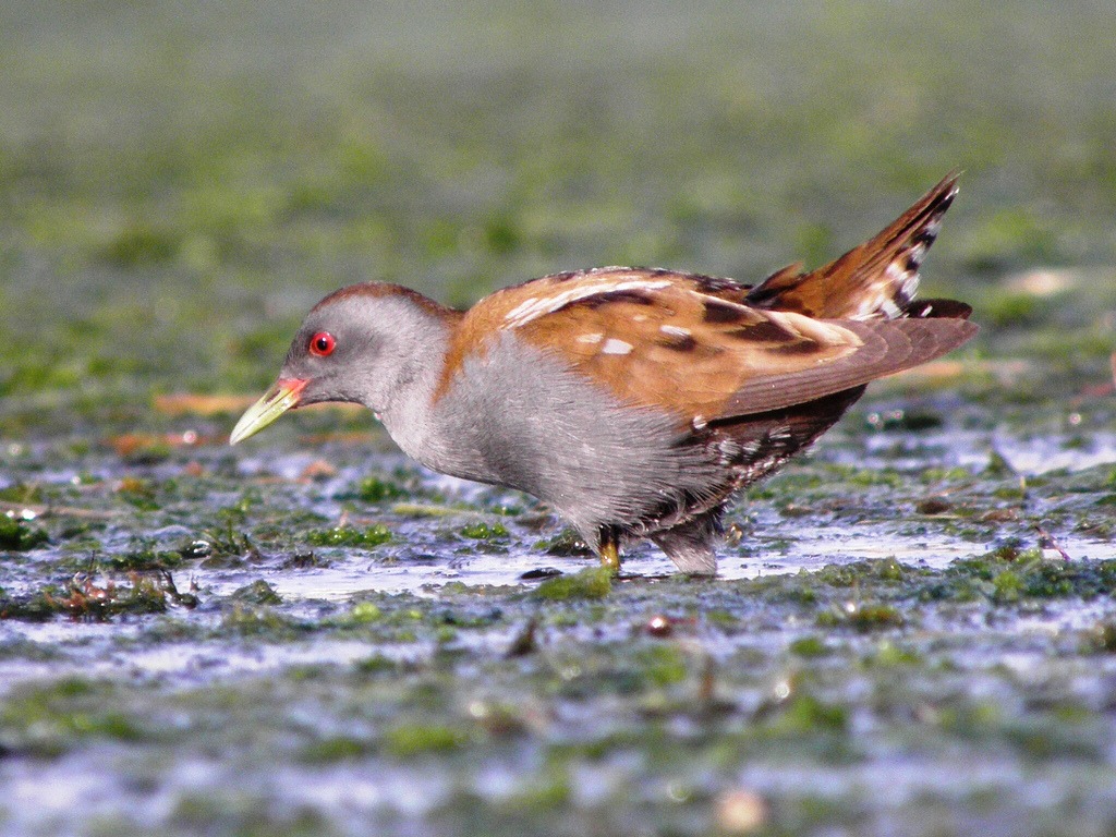 klein waterhoen (2)