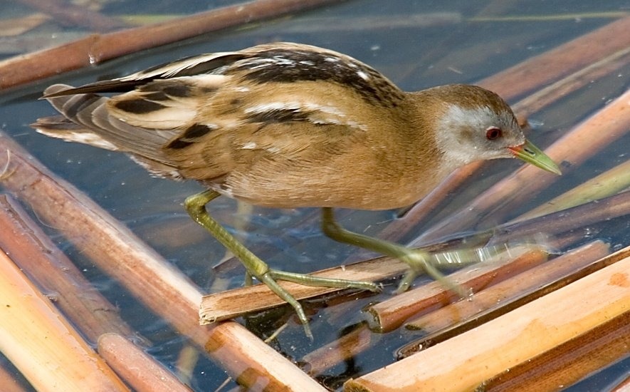 klein waterhoen (3)
