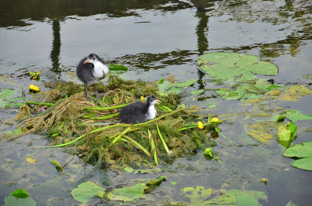 meerkoet (1)