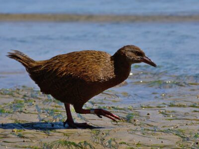 weka (2)