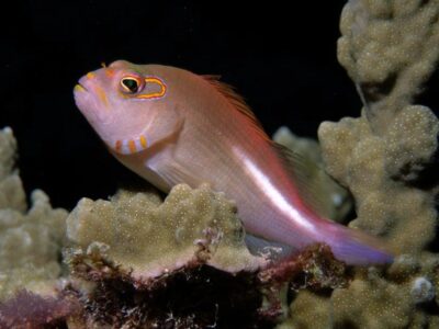 rode koraalklimmer (1)