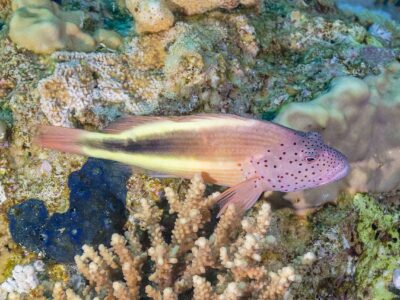 slanke koraalklimmer (3)