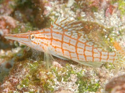 spitssnuitkoraalklimmer (2)