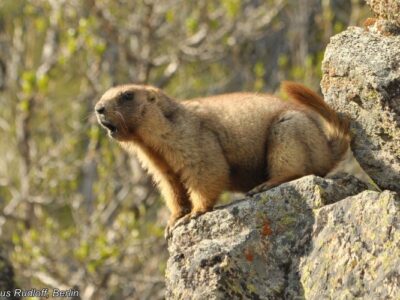 altaimarmot (1)