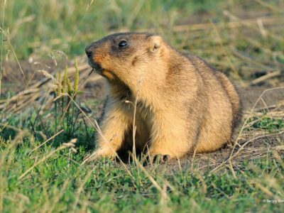 bobakmarmot (2)