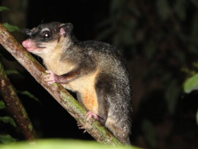 Andersons vieoogopossum (1)
