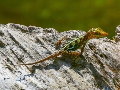 Cubaanse wateranolis (2)