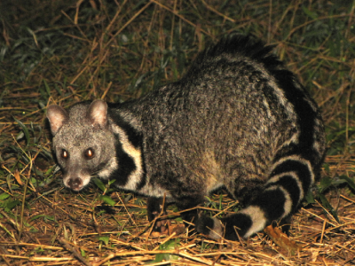 Indische civetkat (1)