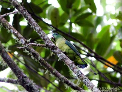 Mindanao Montane Racquet-tail