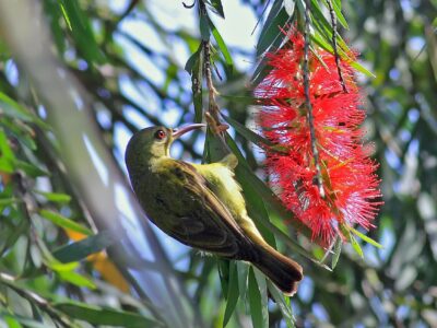 bruinkeelhoningzuiger (2)