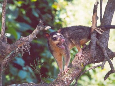 deltavieroogopossum (1)