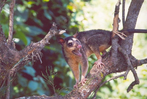 deltavieroogopossum (1)